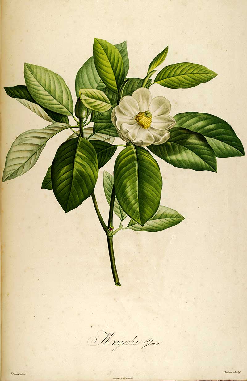 Magnolia virginiana