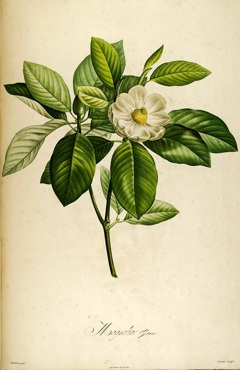 Magnolia virginiana