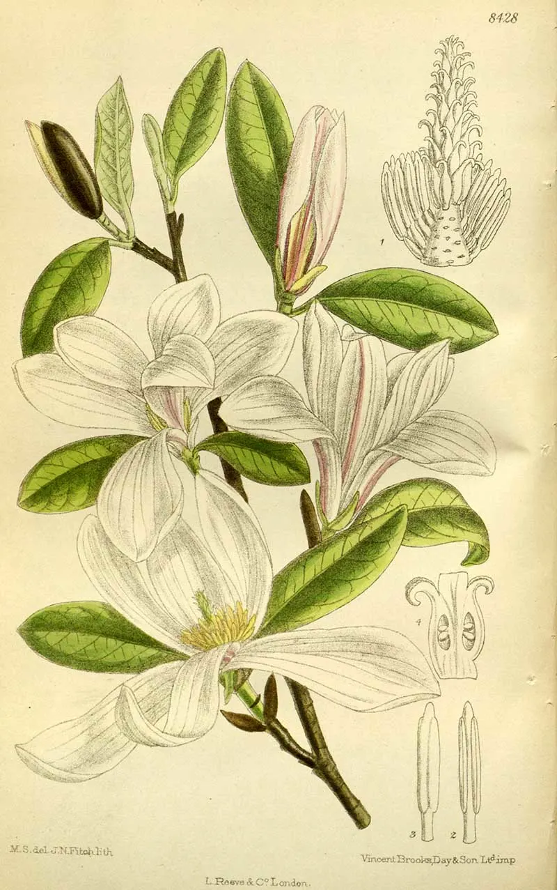 Magnolia_kobus