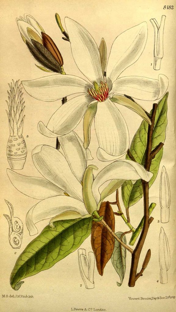 Magnolia_salicifolia