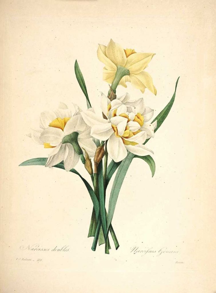 Narcissus Daffodils