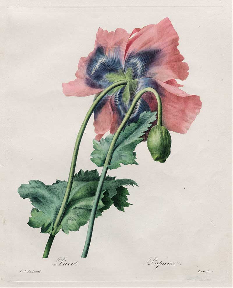 Poppy (Papaver) from Redouté Choix des Plus Belles Fleurs