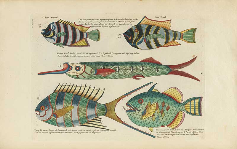 Tall vertical plate of striped fish and slender fish with turquoise, red, and yellow markings on a Louis Renard rainbow fish antique sea life illustration vintage natural history print