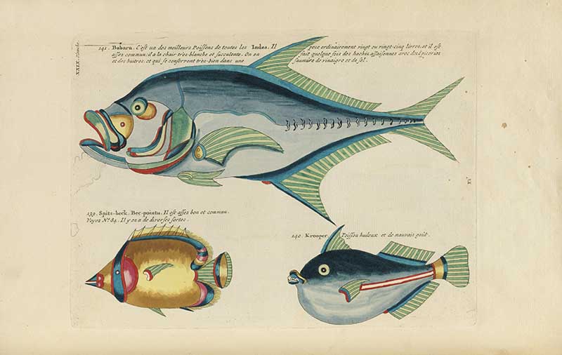 Three vertical fish studies with yellow, blue, and black markings on a Louis Renard rainbow fish antique sea life illustration vintage natural history print
