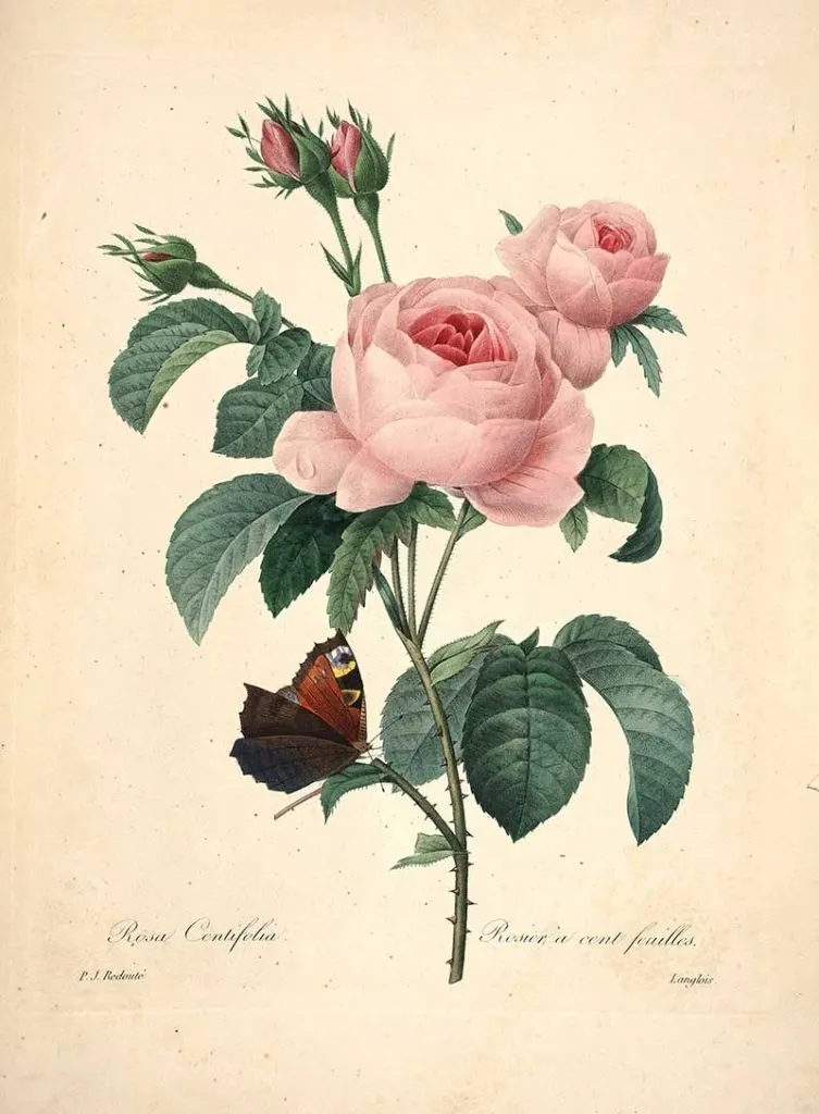 Redoute Flowers - Rosa Centifolia