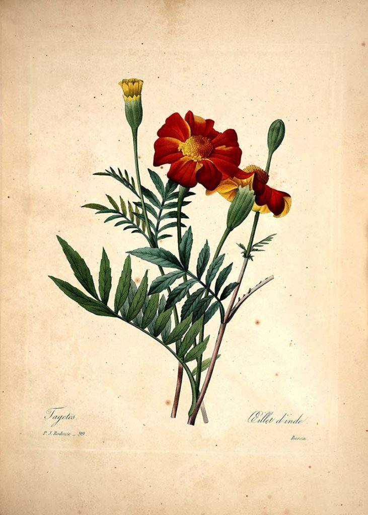 Redoute Flowers - Tagetes