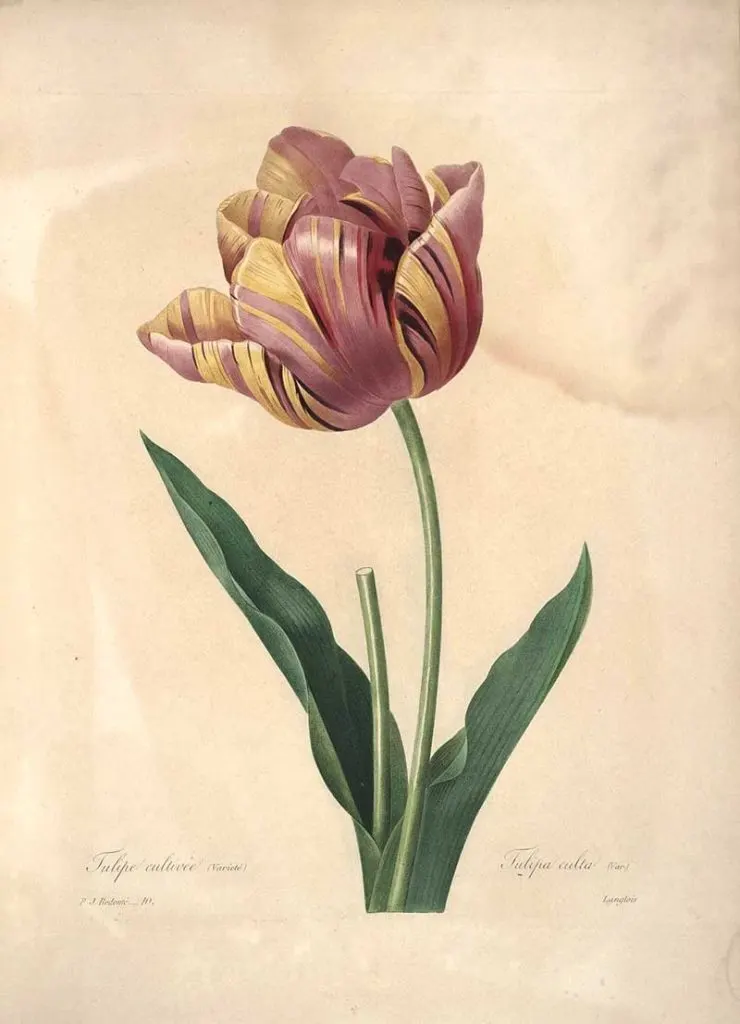 Pierre Joseph Redoute Tulip