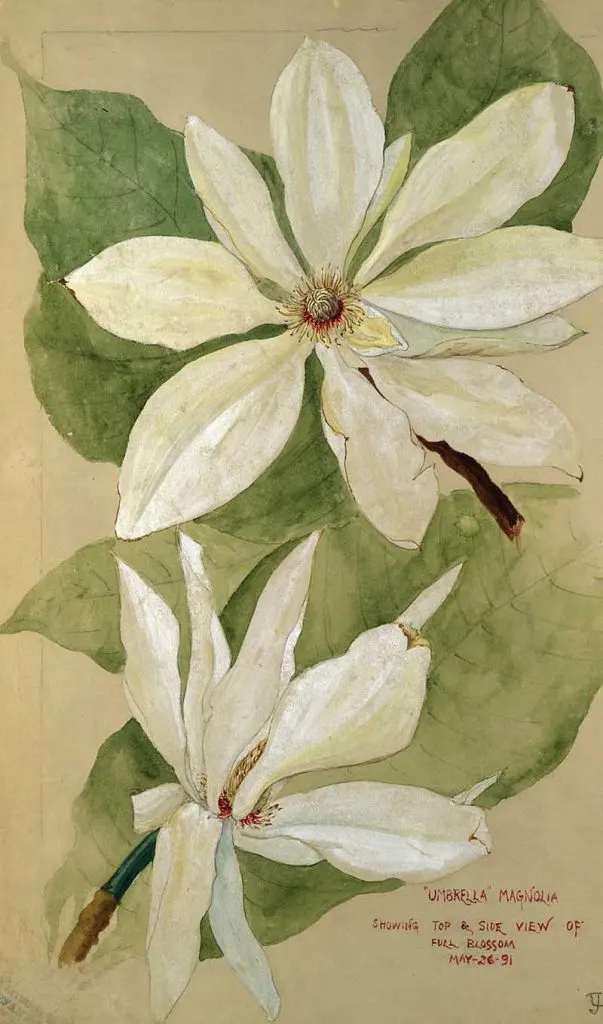 umbrella magnolia painting