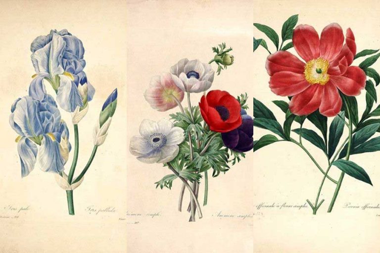 peirre joseph redoute