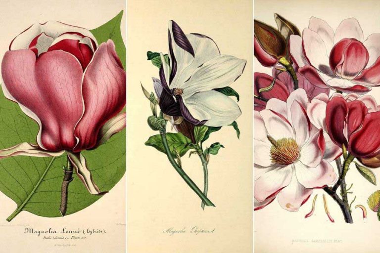 vintage magnolia prints