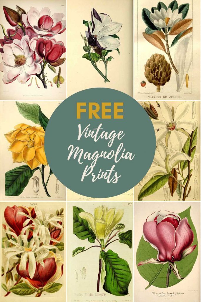 vintage magnolia prints