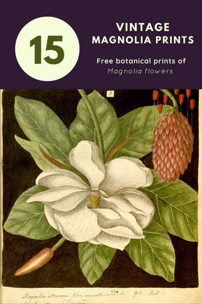 vintage magnolia prints 