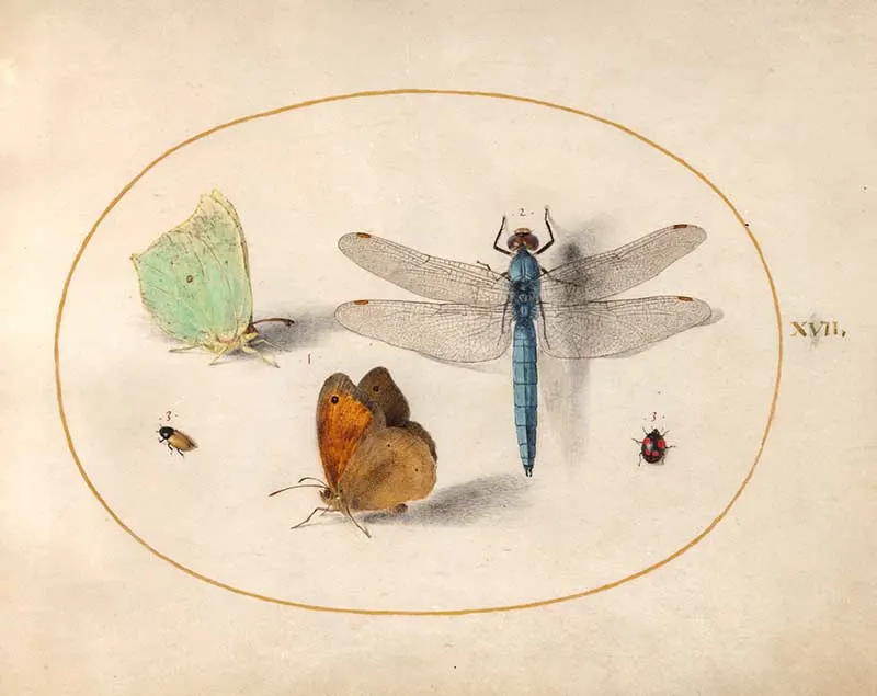 plate 17 "Joris Hoefnagel, Animalia Rationalia et Insecta (Ignis):