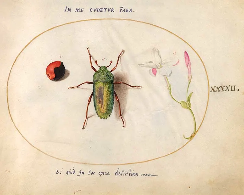 Joris Hoefnagel, Animalia Rationalia et Insecta (Ignis) plate 42