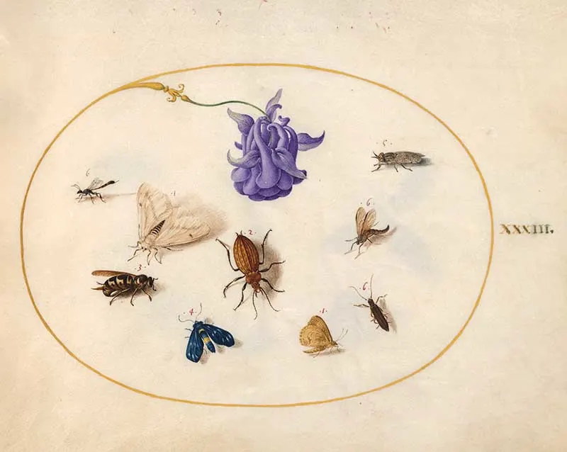 Plate 33 Lilac Flower and Insects