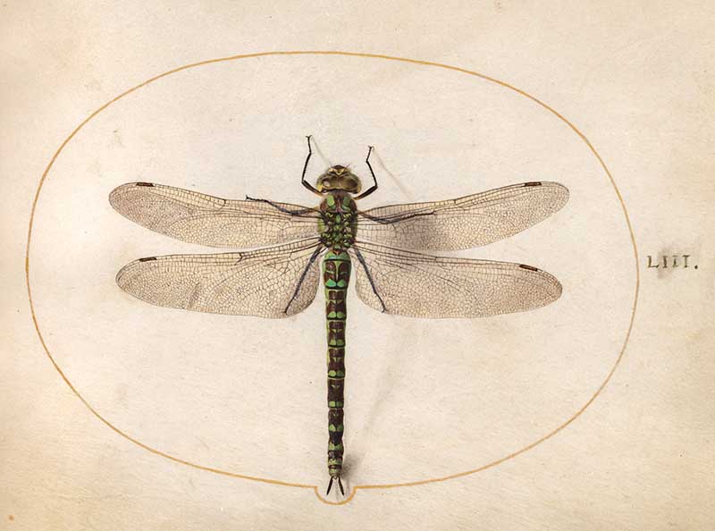 Large insect illustration of a dragonfly