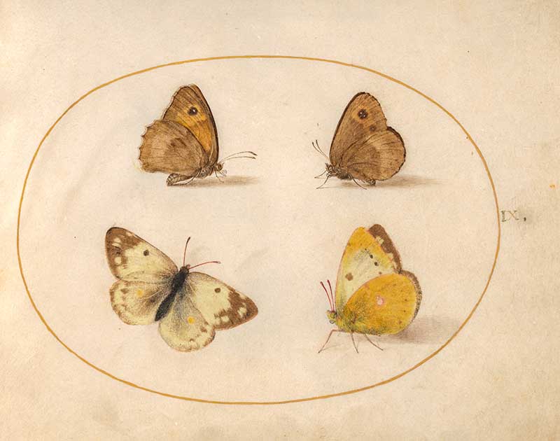 Joris Hoefnagel insect art four butterflies