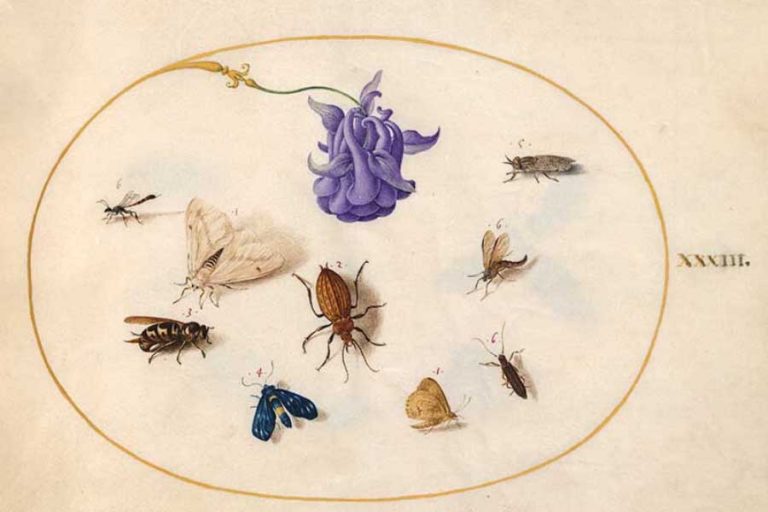 26 Free Famous Insect Art Prints Of Joris Hoefnagel