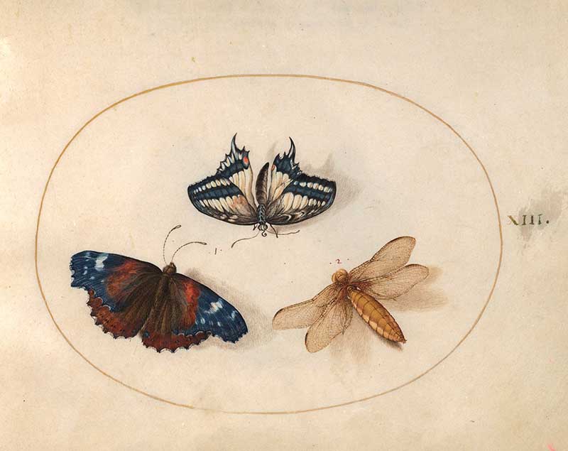 Joris Hoefnageln plate 13 blue butterflies