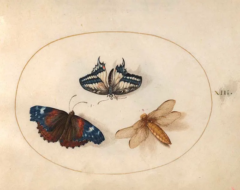 Joris Hoefnageln plate 13 blue butterflies