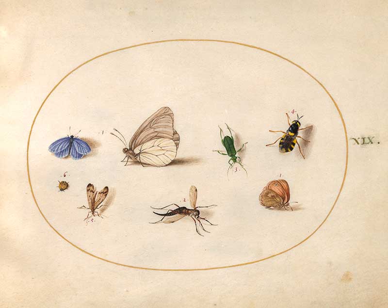 plate 19 assorted insects