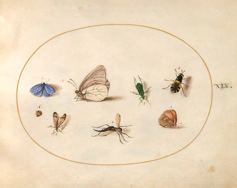 plate 19 assorted insects