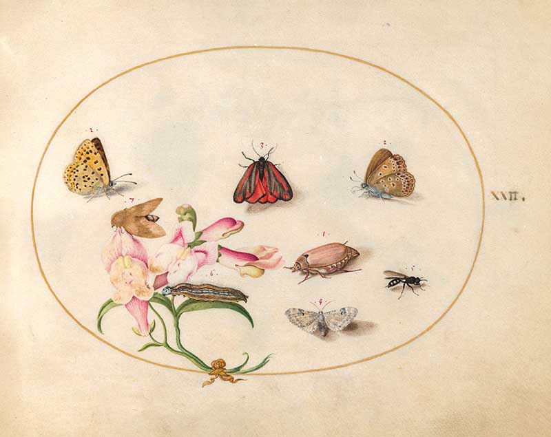 plate 22 Including Pink Flower and moths
