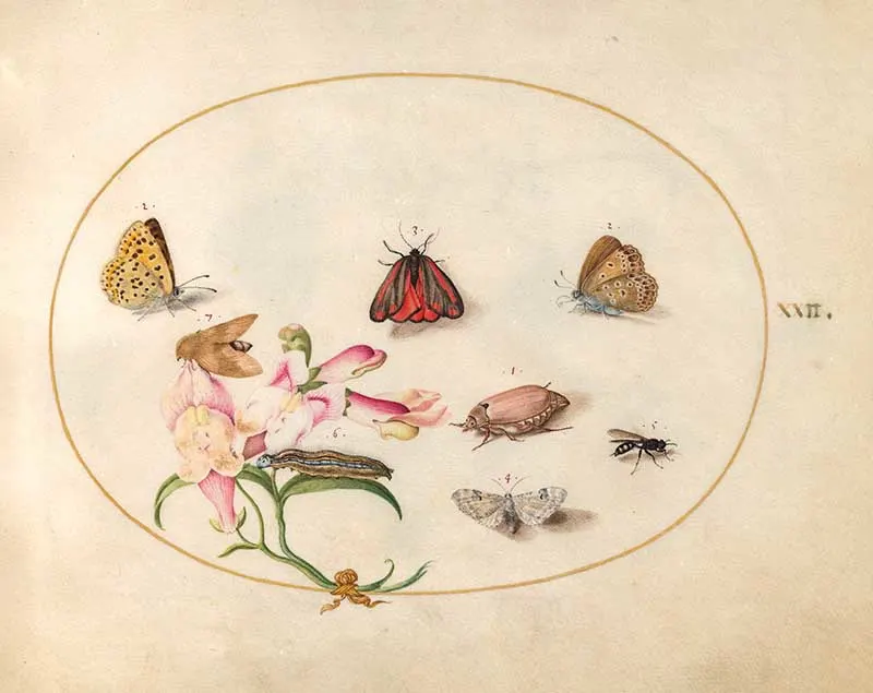 plate 22 Including Pink Flower and moths