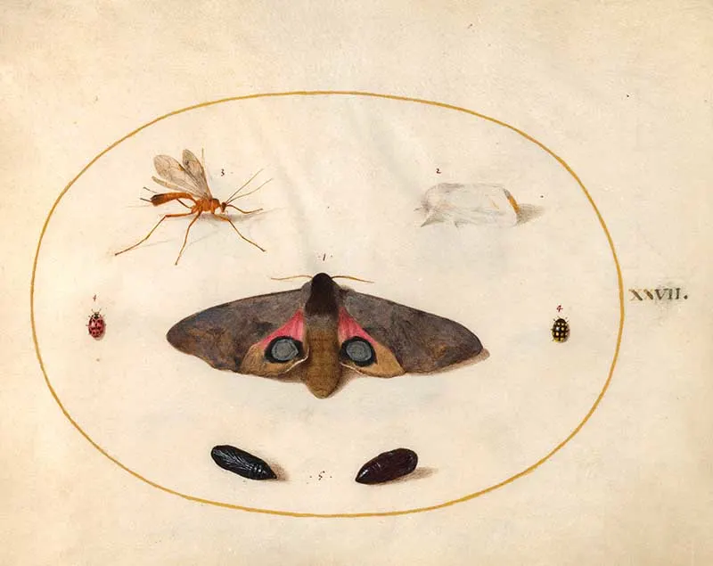 plate 27 large moth