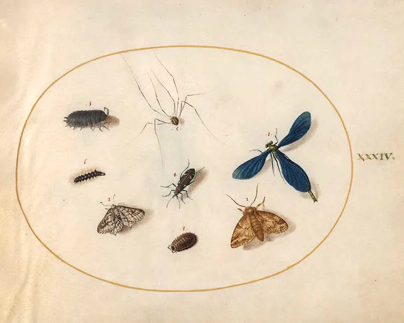 plate 34 Assorted insects including earwig