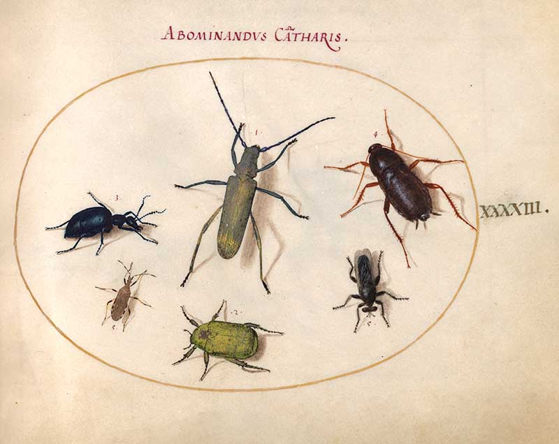 Beetles insect art print