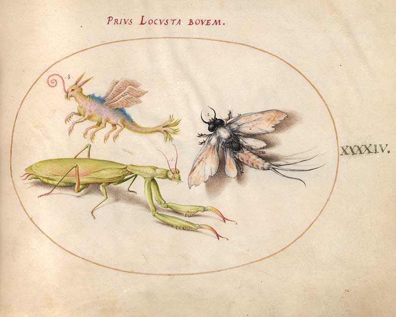 Plate 44 insect art including mantis