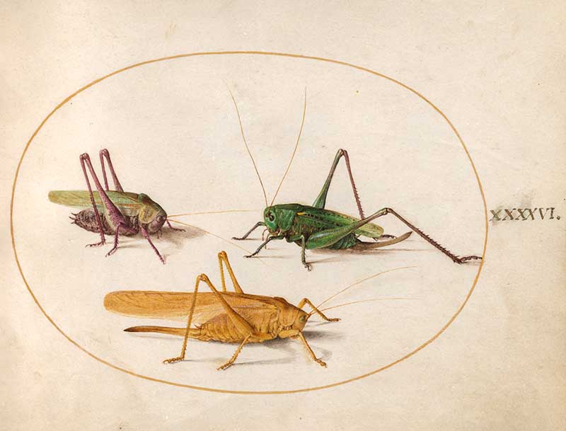 Joris Hoefnagel insect art grasshoppers