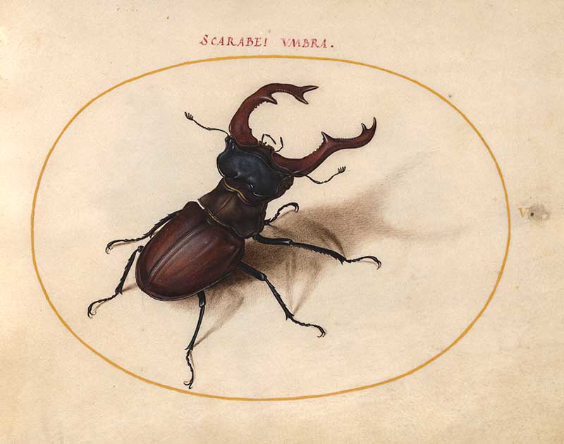 Insect illustration stage beetle