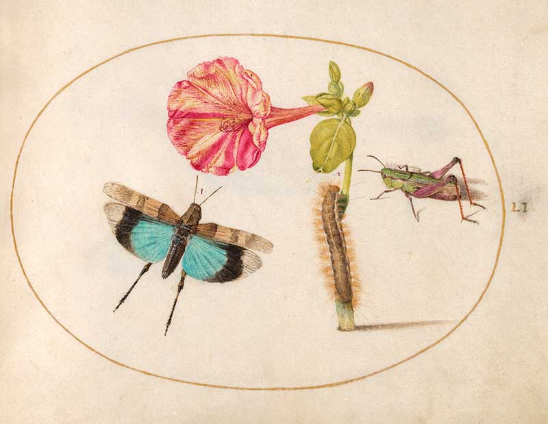 insect art by Joris Hoefnagel butterfly and flower