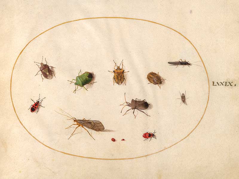 "Joris Hoefnagel small insect illustrations