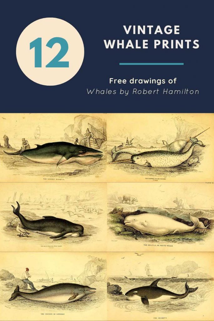 12 vintage whale drawings