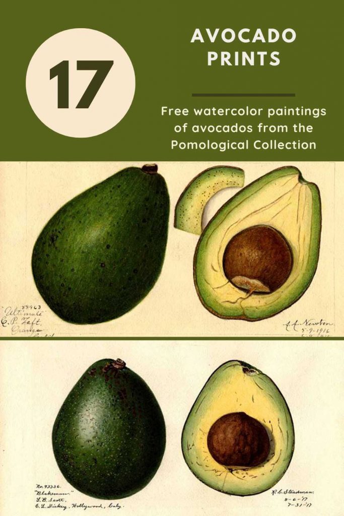 Avocado drawings and watercolors