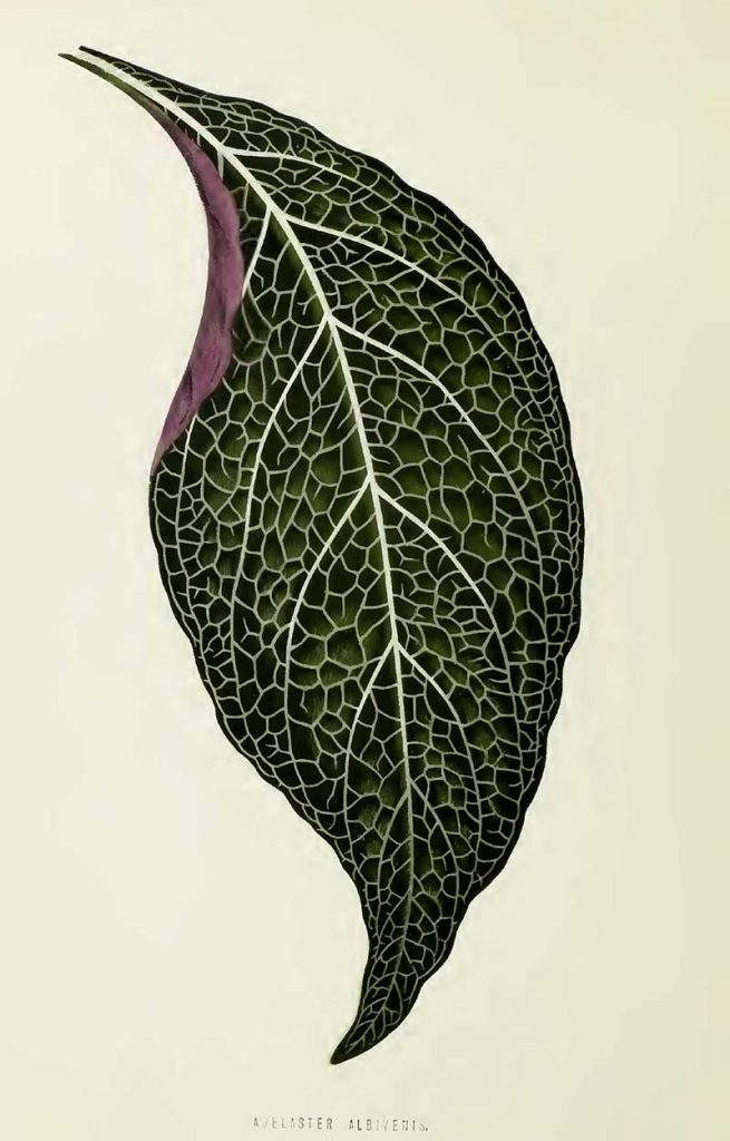 Adelaster Albivenis leaf