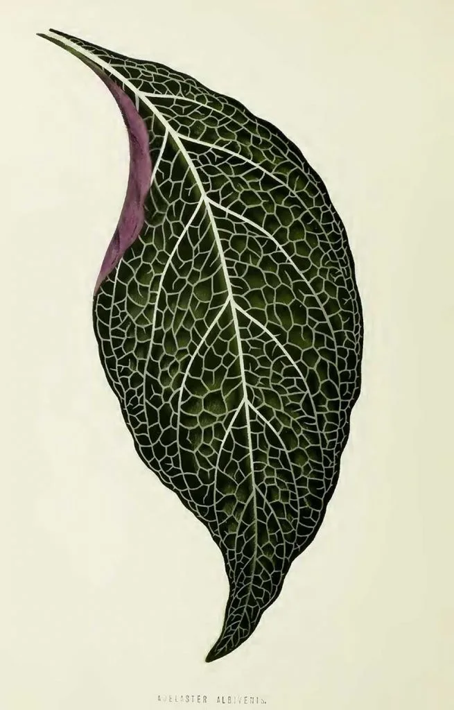 Adelaster Albivenis leaf