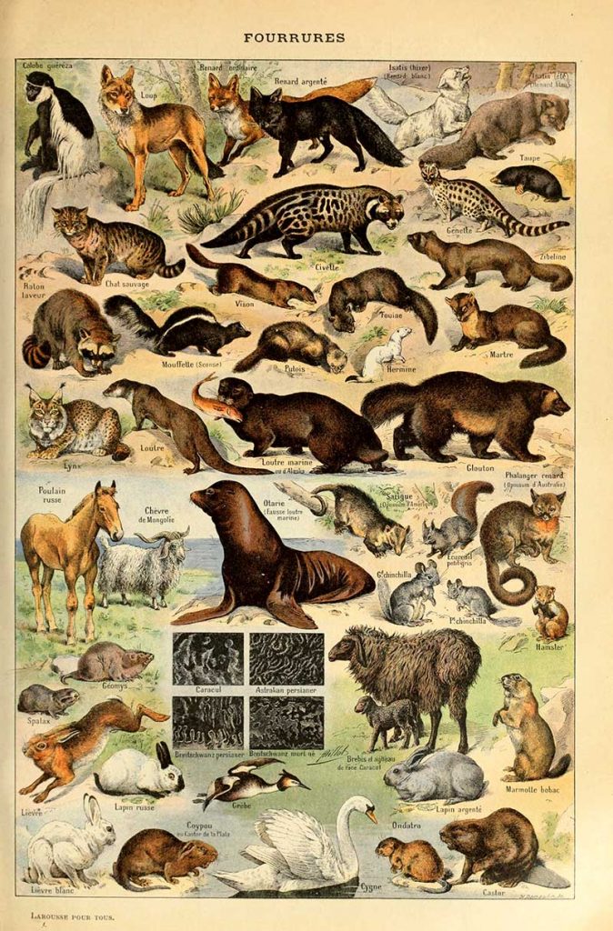 Fur animal poster by Adolphe Millot