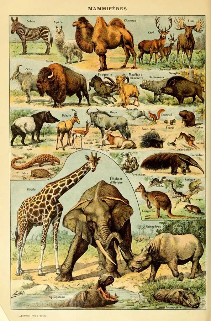 Animal Poster by Adolphe Millot