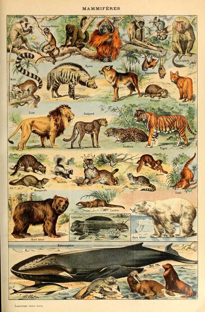 Adolphe Millot Mammals B poster