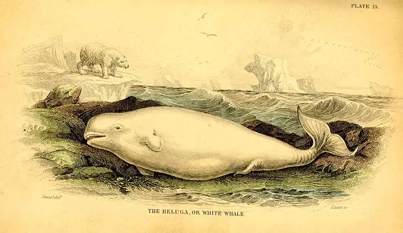 Beluga whale illustration