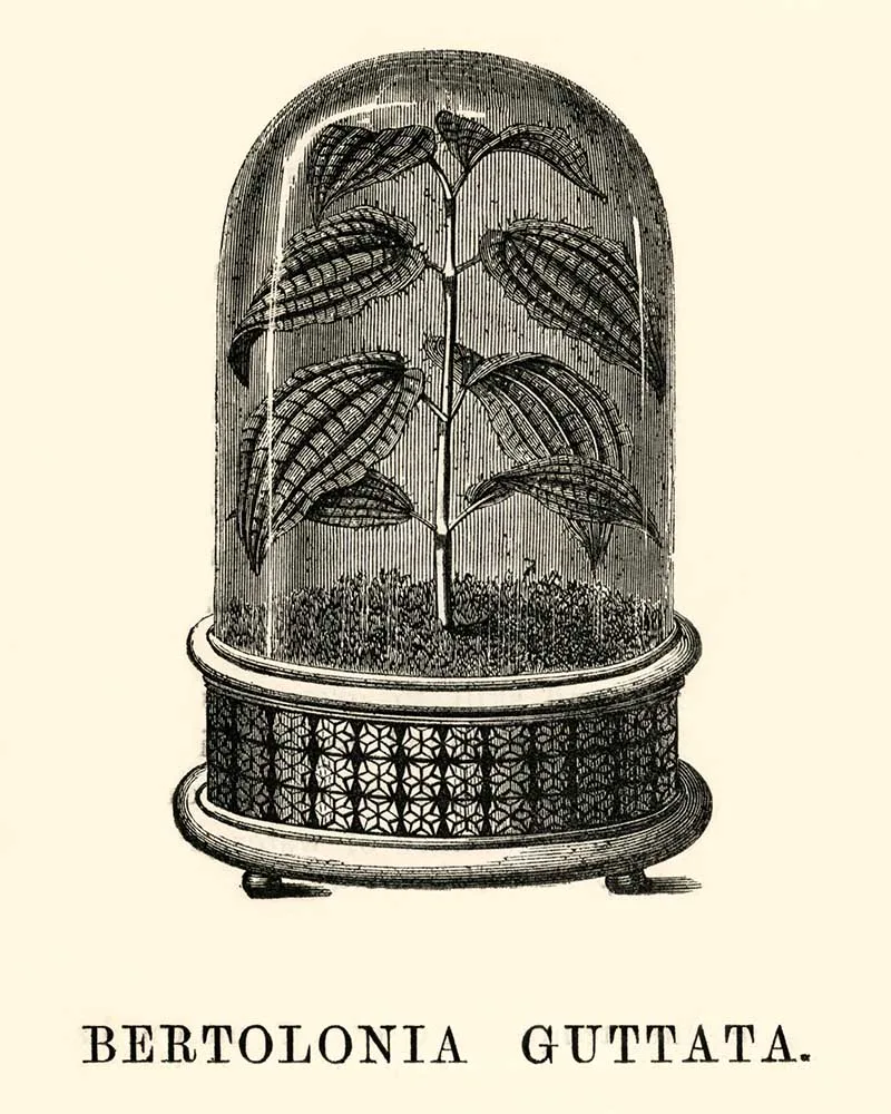 Bertolonia Guttata in Cloche