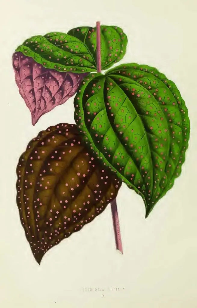 Bertolonia Guttata Leaf Illustration