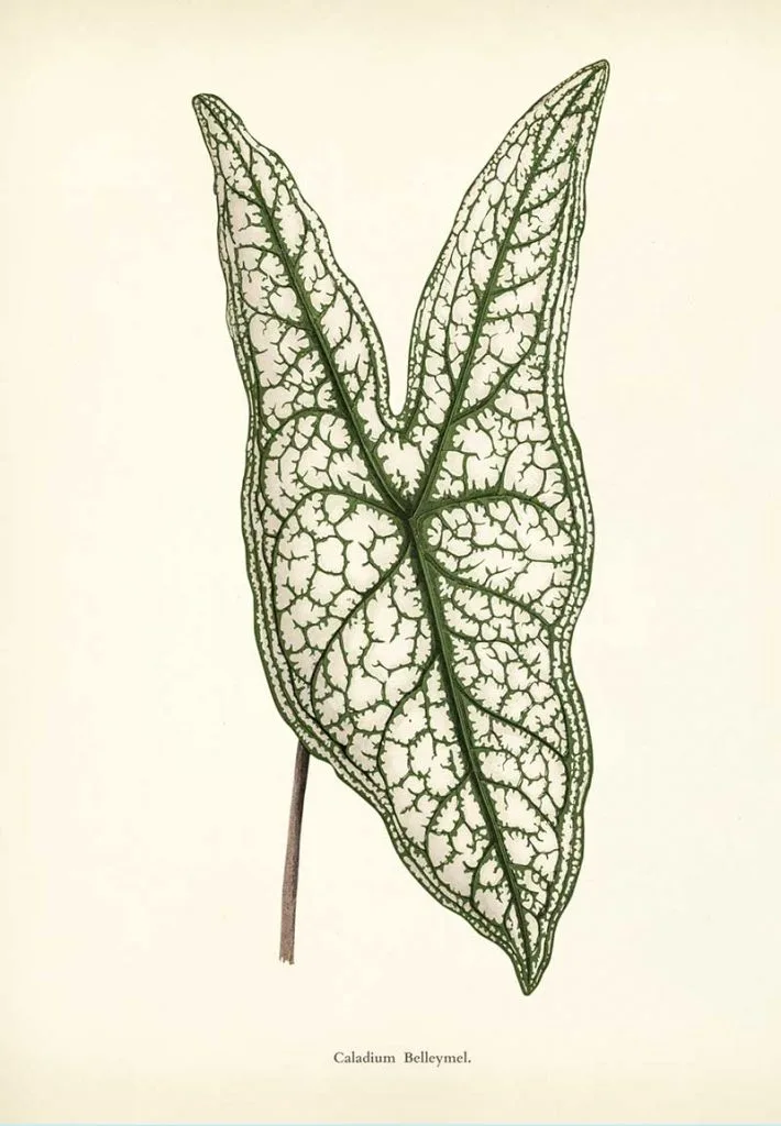 Heart of Jesus caladium