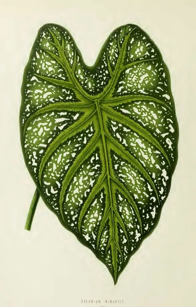 Elephants Ear house plant drawing