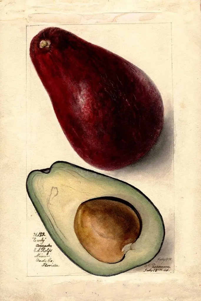 avocado watercolor early variety