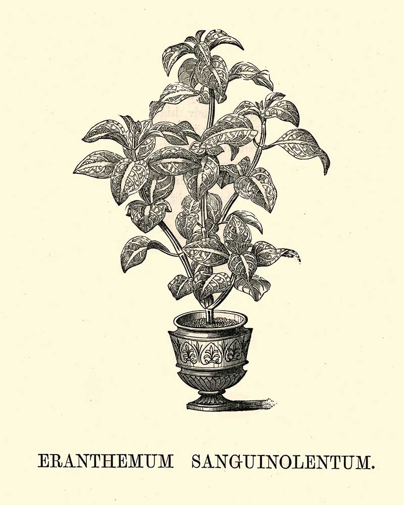 Eranthemum Sanguinolentum potted indoor pant